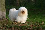 COTON DE TULEAR 017